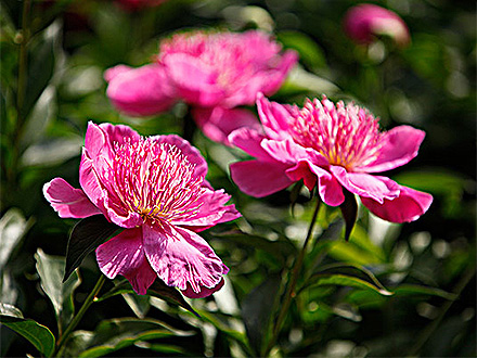 中欧体育下载产品展示三