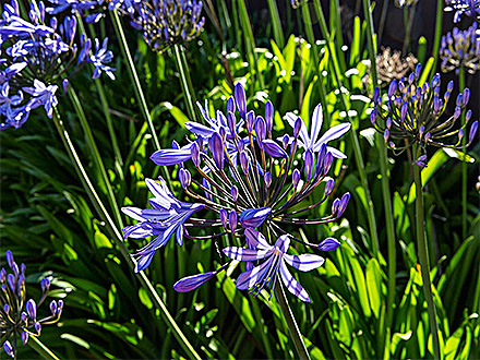 中欧体育下载种植基地一