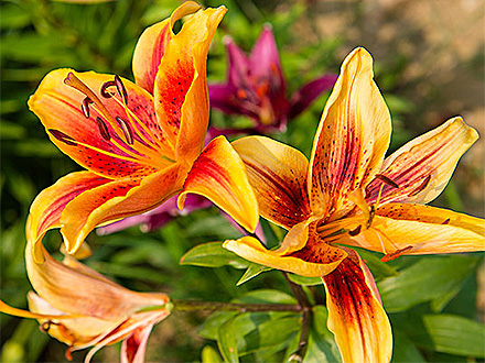 中欧体育下载产品展示八