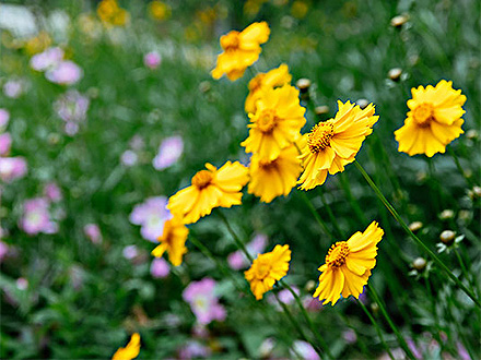 中欧体育下载种植基地三