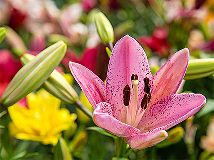 中欧体育下载产品展示二